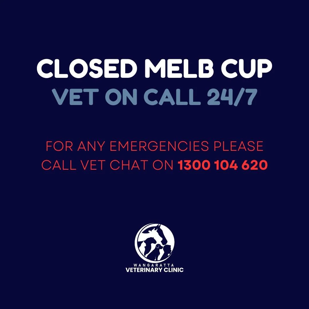 We are CLOSED tomorrow for the public holiday. 

Our vet is on call 24 hours a day during closed periods. 

For any emergencies please phone 1300 104 620. 

#wangarattavet #wangarattavetclinic #wangaratta