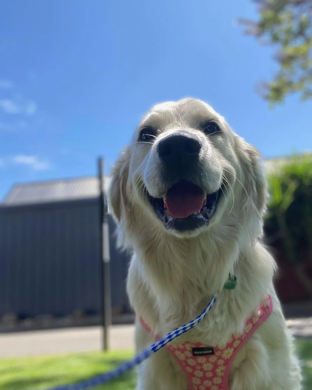 Sweet Daisy 🌼 

Look at the smile! 

Daisy was such a gentle, happy girl during her hospital stay for her desexing procedure. 

#wangarattavet #wangarattavetclinic #wangaratta #goldenretriever #fearfree #desexing