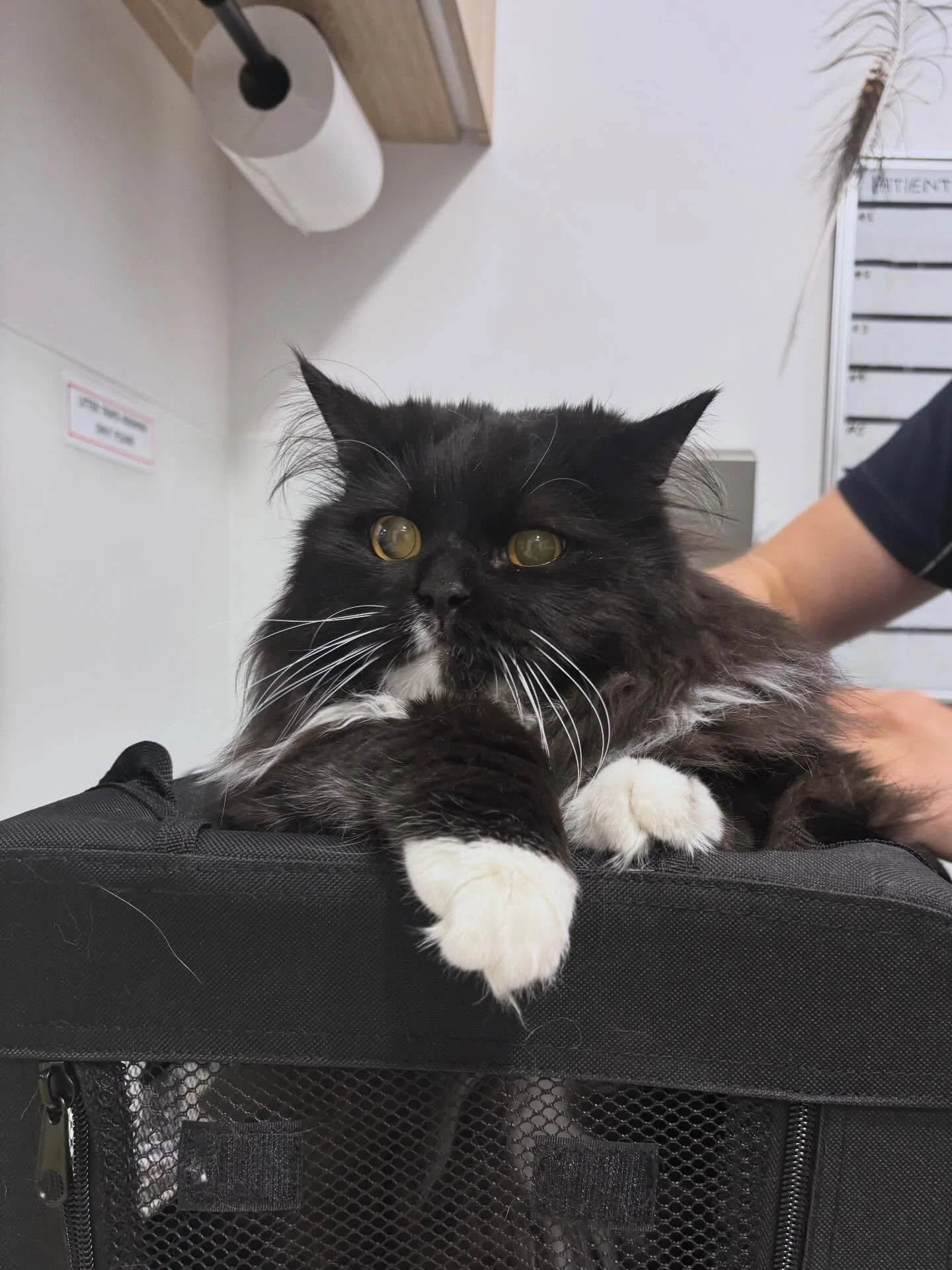 KAI 🖤

This little superstar (@cocokaicat) had a dental procedure yesterday and needed 3 teeth removed. This was discovered after Dr Emily performed dental x-rays on Kai. 

Regular dental checks are the best way to catch issues early and keep your p