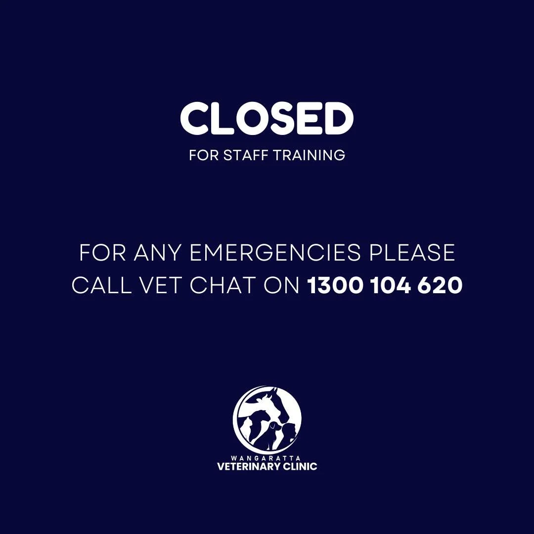 We are CLOSED today for staff training. 

Please phone Vetchat on 1300 104 620 if you have an emergency. 

#wangarattavet #wangarattavetclinic #wangaratta