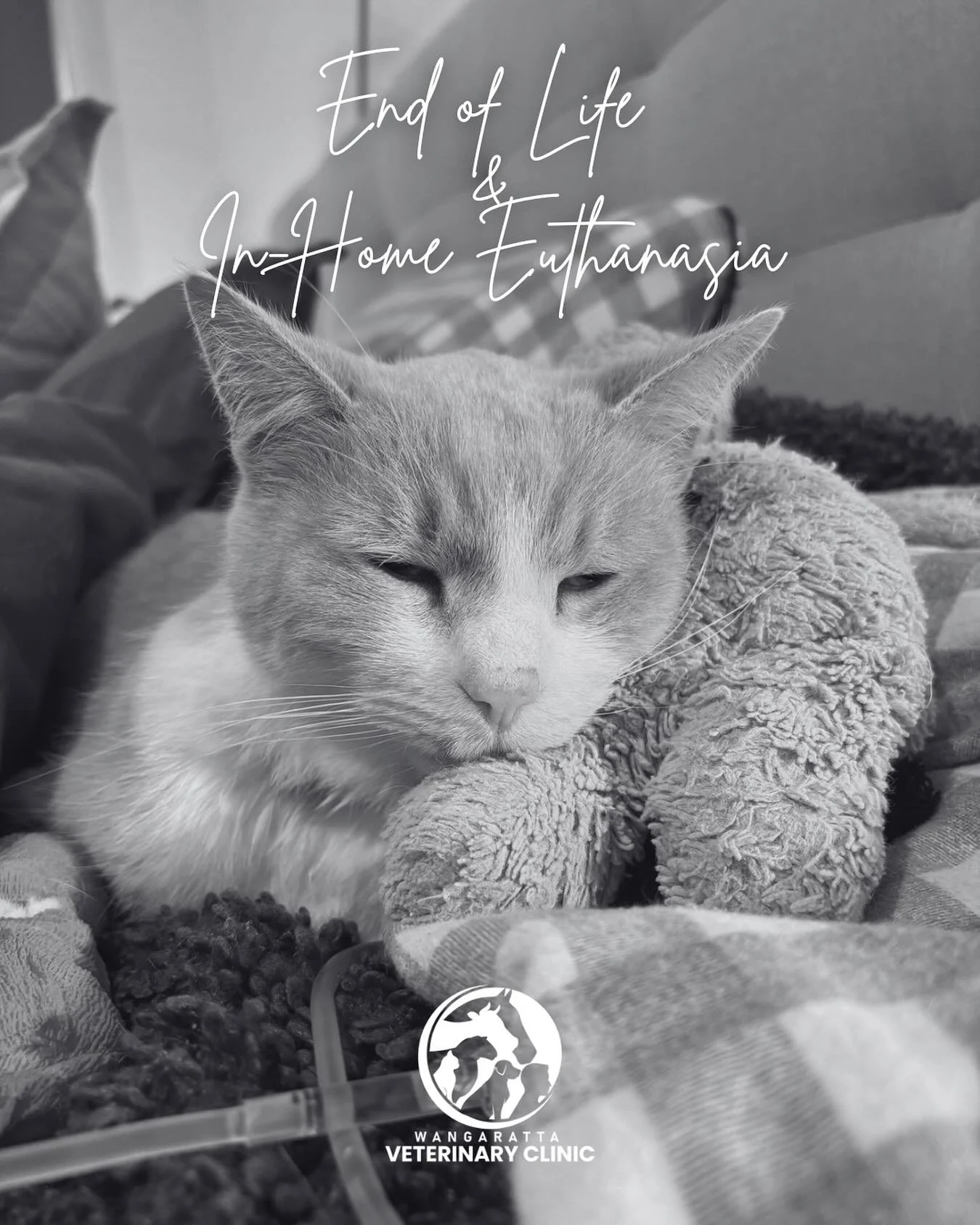 Saying goodbye is the hardest part of loving a pet. 

Our team is here to support you with compassionate end-of-life care, including peaceful in-home euthanasia.

If you&rsquo;re facing this difficult decision, please reach out, we&rsquo;re here to h