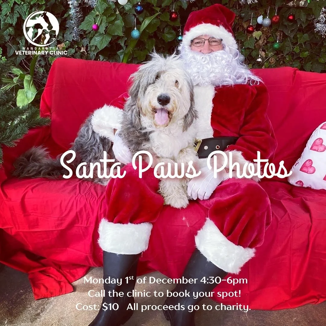 SANTA PAWS PHOTOS 🎅🏼🐾

Monday 1st December 
4:30-6pm 

Call the clinic to book your spot - they book out quickly!

$10 cash donation raising funds for @vetsforcompassion 

#wangarattavetclinic #wangarattavet #wangaratta #vetclinic #santapaws #sant
