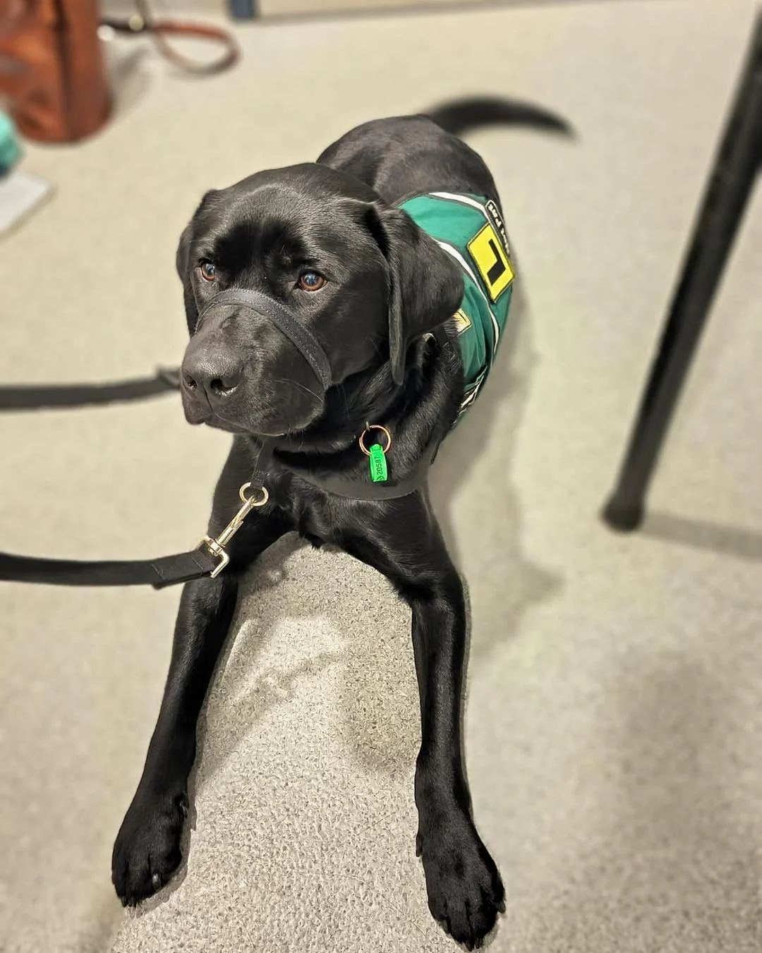 TOBY is hard at work on his L plates, training to become a service dog one day. 🐾

He came in for his vaccines and health check, fuelled by plenty of treats because, well&hellip; he&rsquo;s a Labrador and treats are life! 👅

#wangarattavet #wangara
