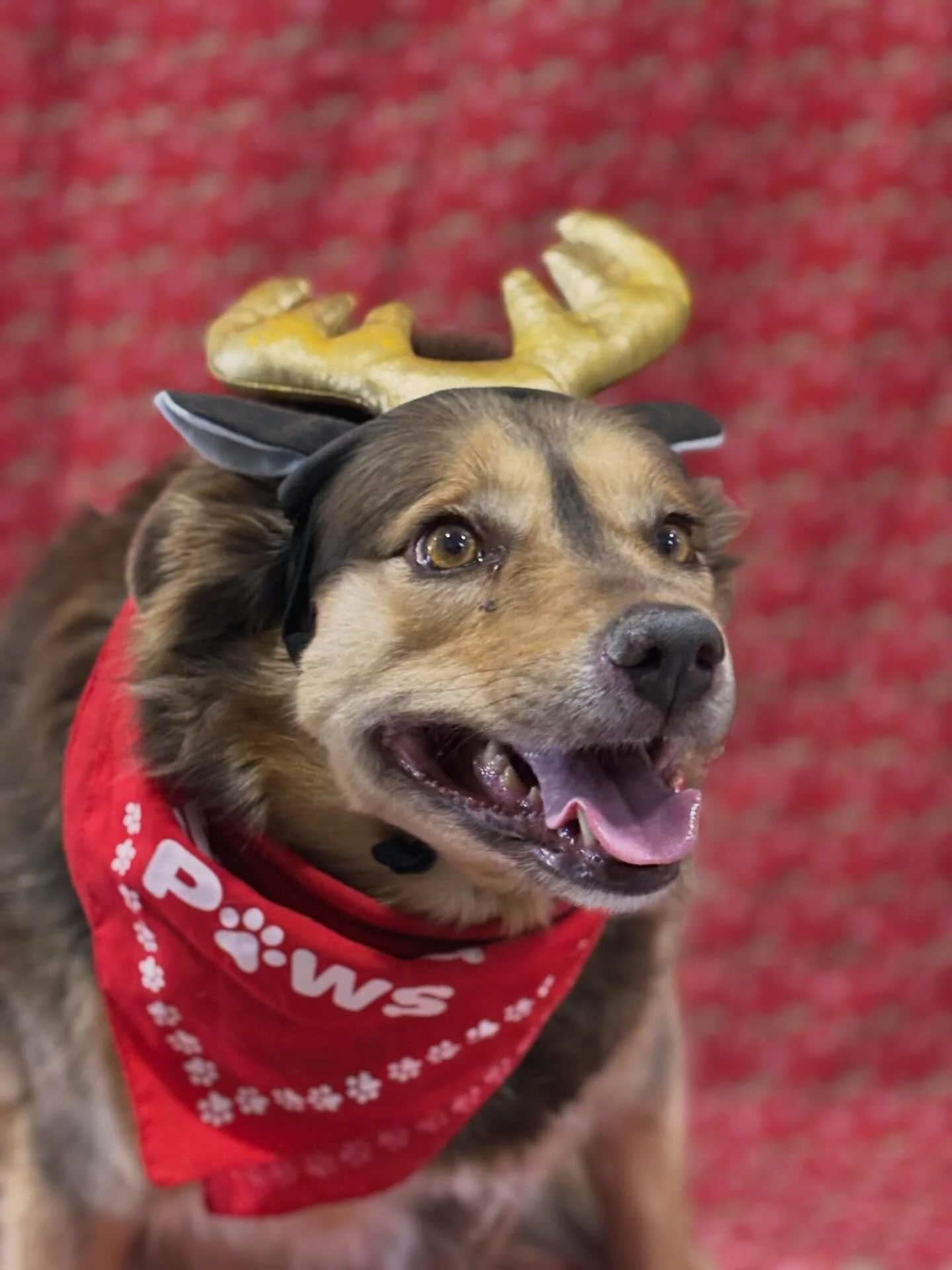 📸🎅🏽 It&rsquo;s that time of year at Wangaratta Vet Clinic&hellip;

You know the drill! 
If your pet gets vaccinated this month, you will receive a Polaroid Christmas photo of your pet along with a little gift. 

#wangarattavetclinic #wangarattavet