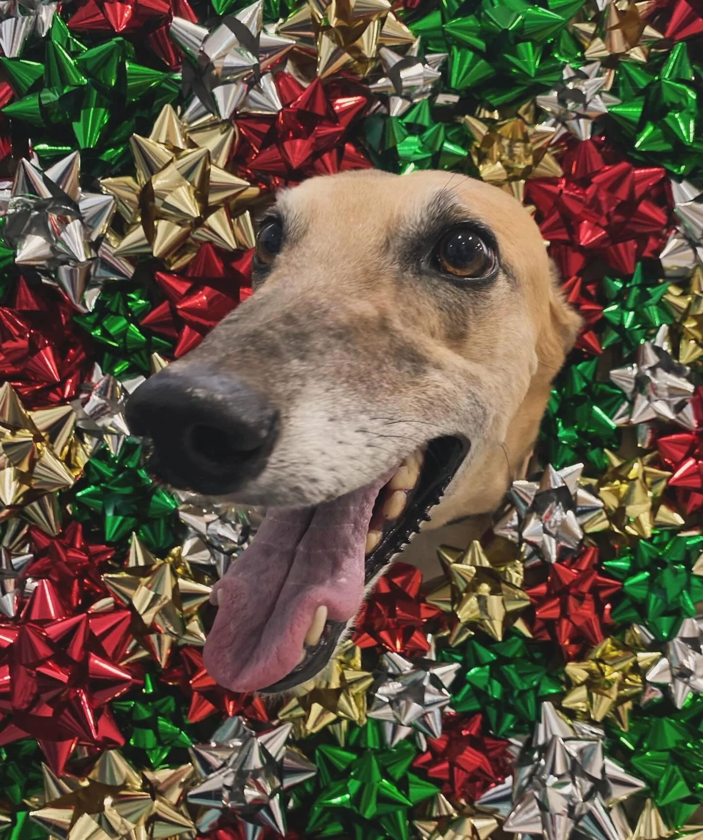 Proof that Santa&rsquo;s little helpers now have four legs! 🐾🎅

#wangarattavetclinic #vetclinic #wangaratta #christmaspet #christmaspetphotos