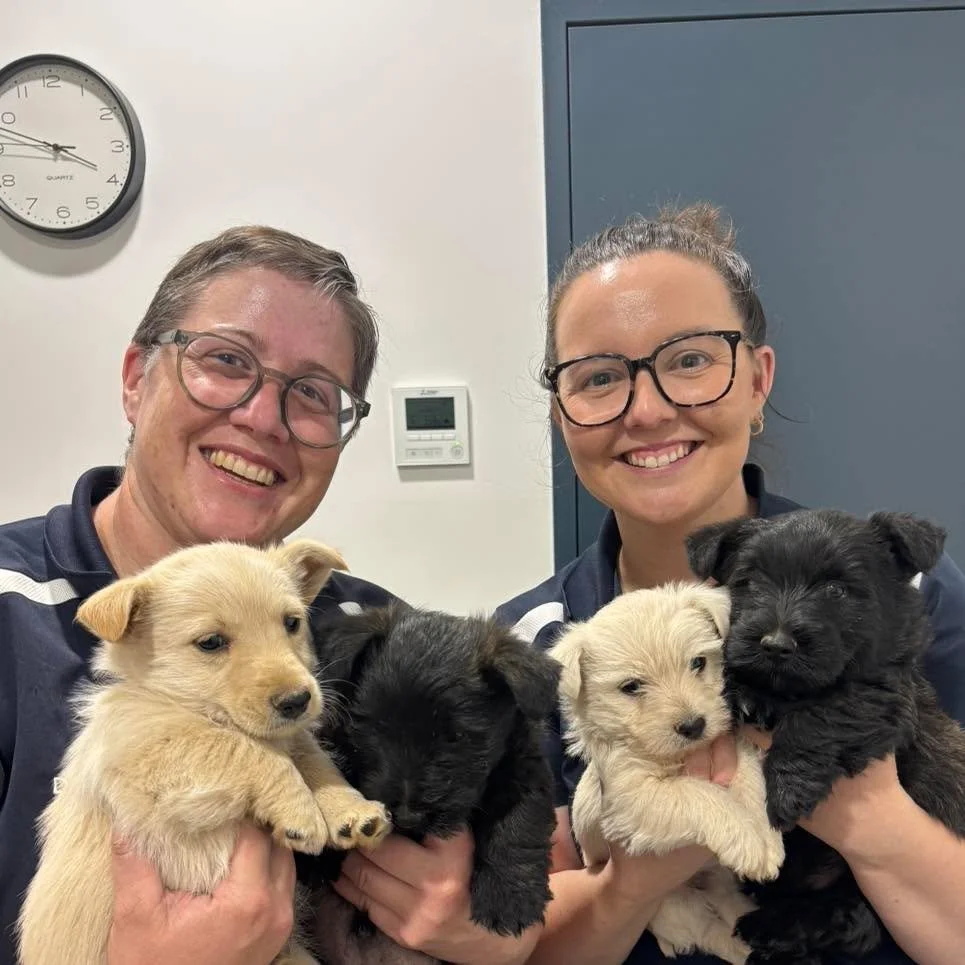 Puppy therapy hits different 🐶💗 

This adorable group of West Highland Terrier x Scottish Terrier puppies were showered with love by our staff yesterday.

#wangarattavet #wangarattavetclinic #wangaratta #westhighlandterrier #scottishterrier #fearfr