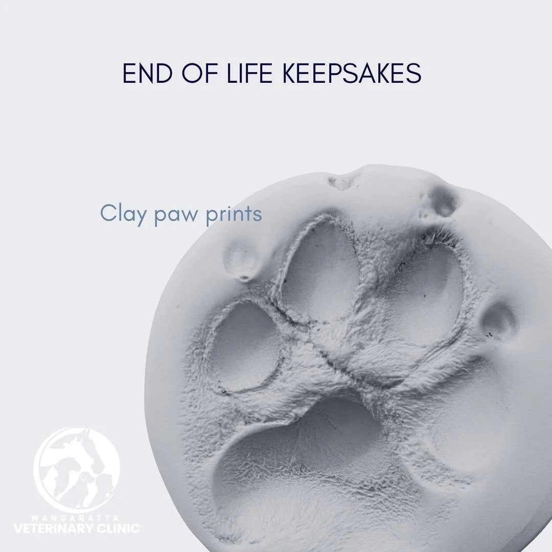 🕊️ We know how hard it is to say goodbye. 

To help families cherish their pet&rsquo;s memory, we offer complimentary clay paw prints for those having their beloved companion peacefully euthanased. It&rsquo;s a small keepsake, made with a lot of lov