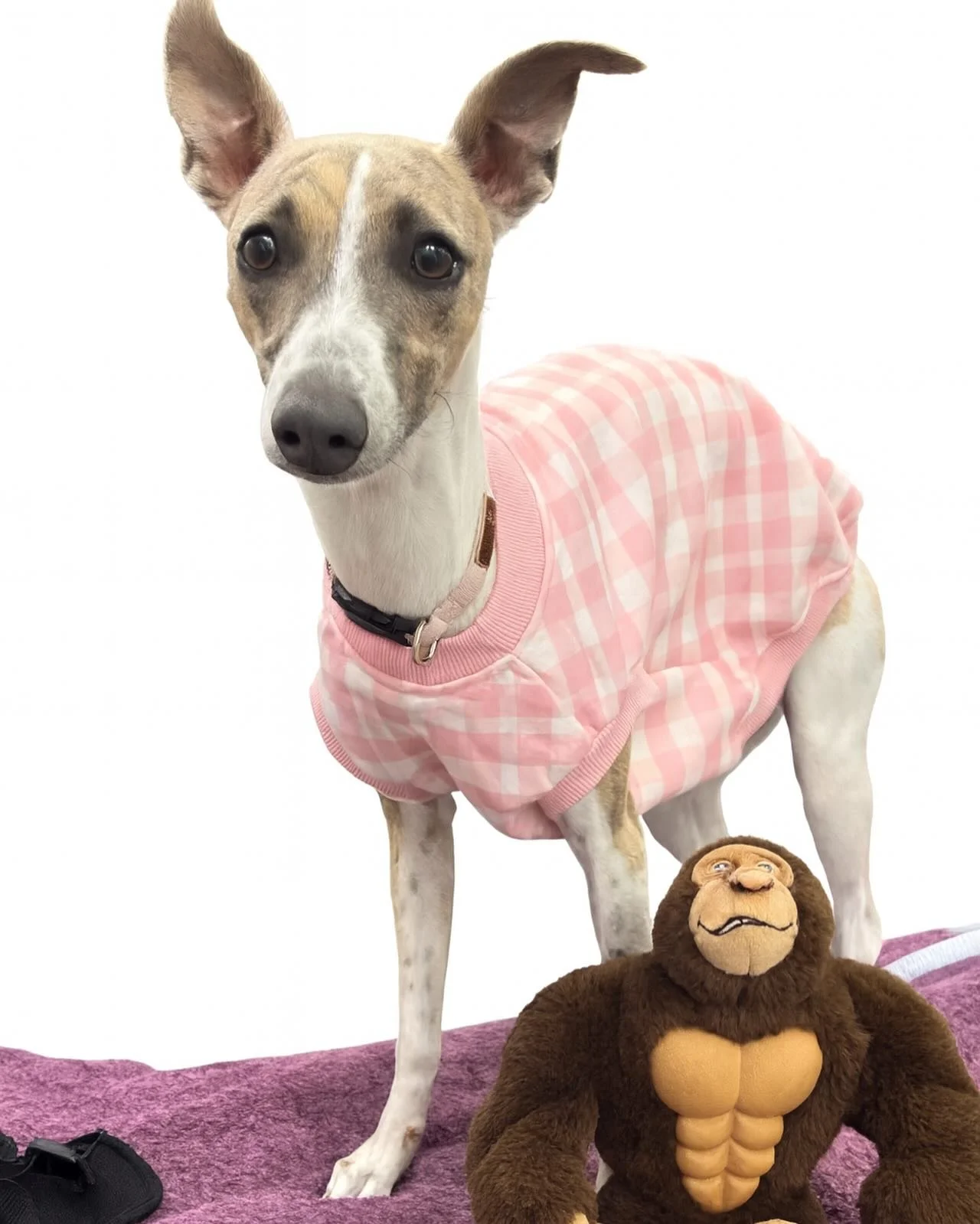 STELLA 🌸

Sweet Stella had a hospital stay earlier this week for her desexing procedure. 
Her family made sure she had some comforts from home including her toy called Abby. 🥰

#wangarattavetclinic #wangarattavet #vetclinic #wangaratta #fearfree #w