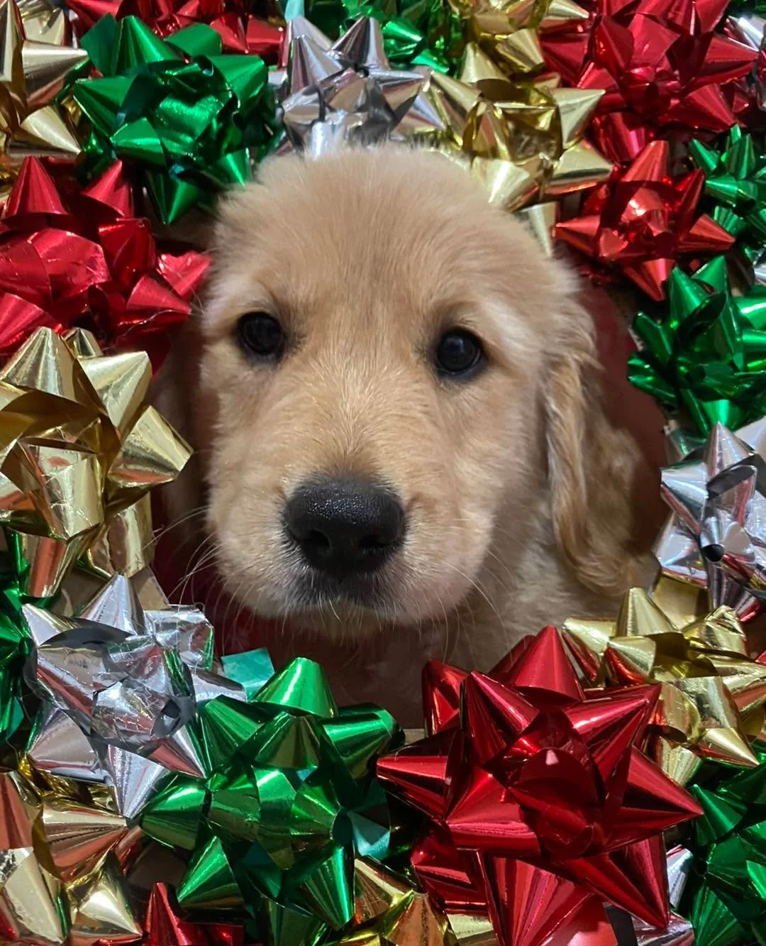 🎄 MARGET 

Marget, the gorgeous Golden Retriever puppy experiencing Christmas festivities for the first time. 🥰

#wangarattavet #wangarattavetclinic #wangaratta #goldenretriever #goldenretrieverpuppy #christmaspuppy