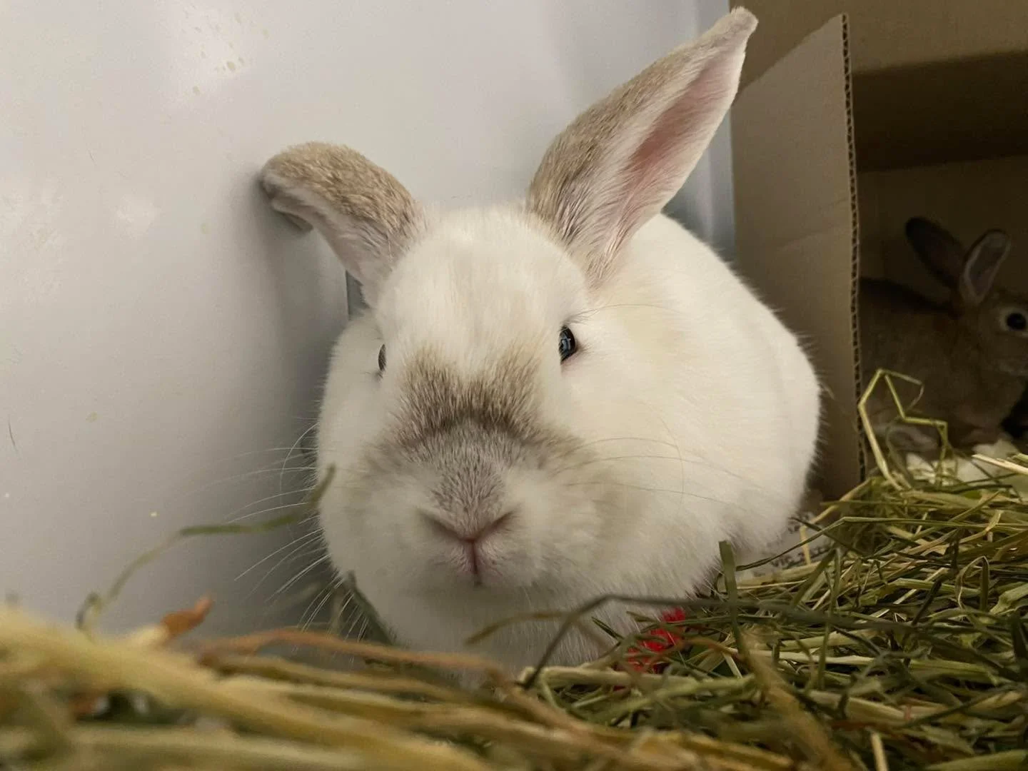 Hello &lsquo;Bahn Mi&rsquo; 🐇🤍

Bahn Mi was the best bunny in the ward recently alongside Nurse Peta. 

#wangarattavet #wangarattavetclinic #wangaratta #rabbit #bunny #bahnmi