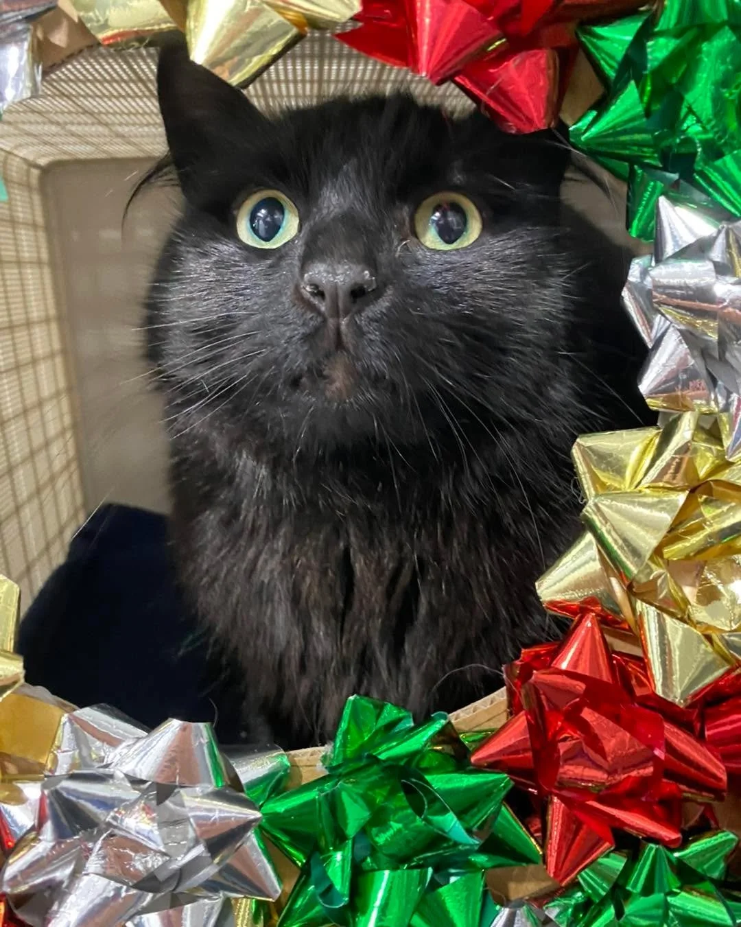 🦃 &lsquo;TURKEY&rsquo; getting into the Christmas spirit. 🎄❤️😻

#wangarattavet #wangarattavetclinic #wangaratta #christmascat
