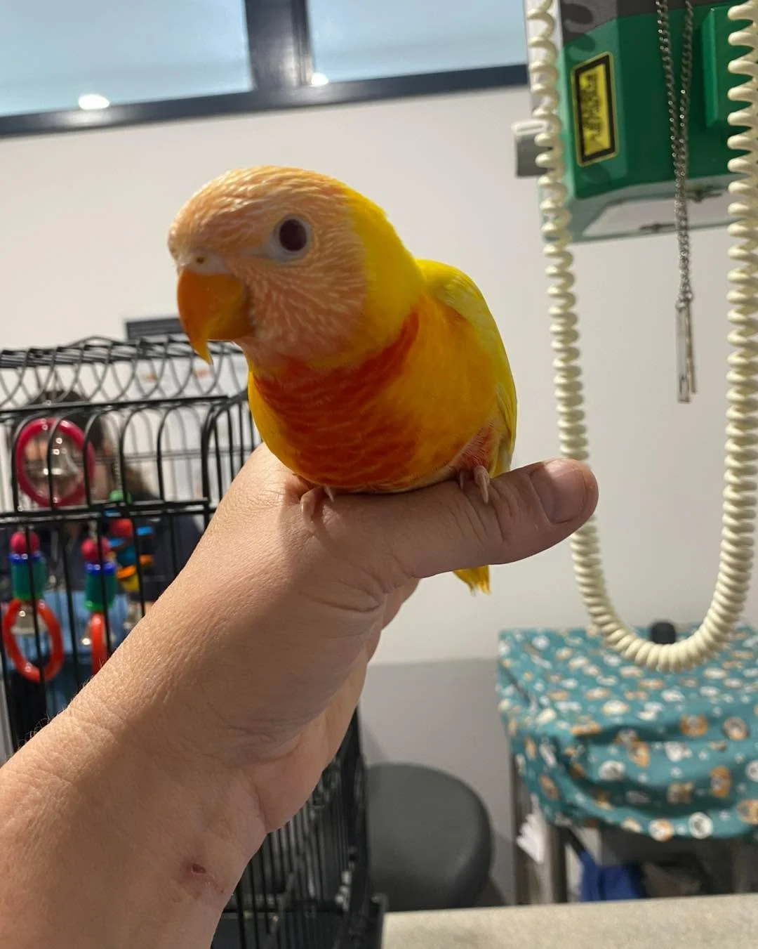 Meet Phoenix 💛

This gorgeous lutino lorikeet was in today for a wing clip and a friendly chat with the team 🦜

#wangarattavet #wangarattavetclinic #wangaratta