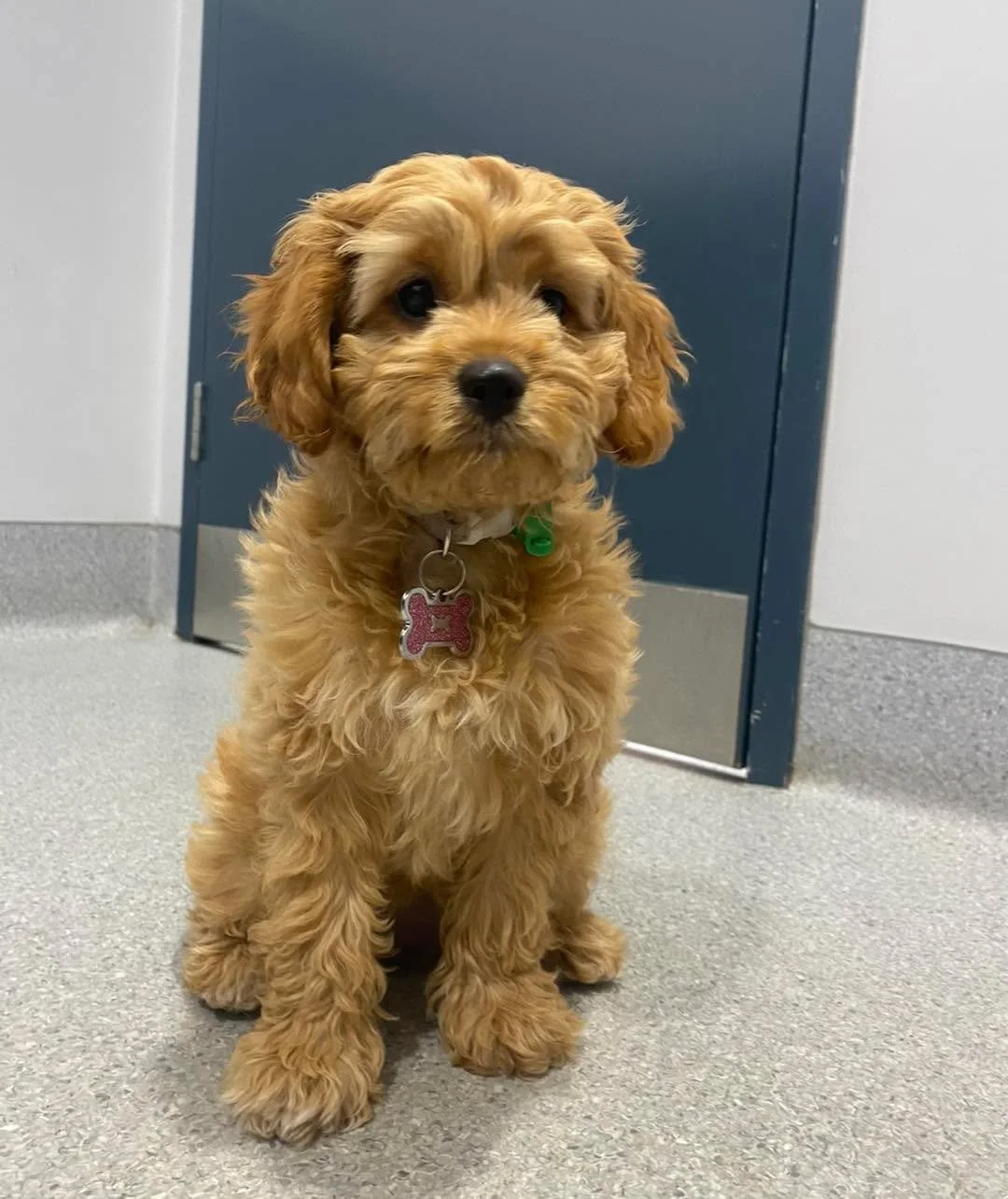 🌼Sweet Maple visited us for her second puppy vaccination.

Puppy vaccines are given as a course to provide the best protection while their immune system is developing.

🎀 What a sweetie!

#wangarattavet #wangarattavetclinic #wangaratta