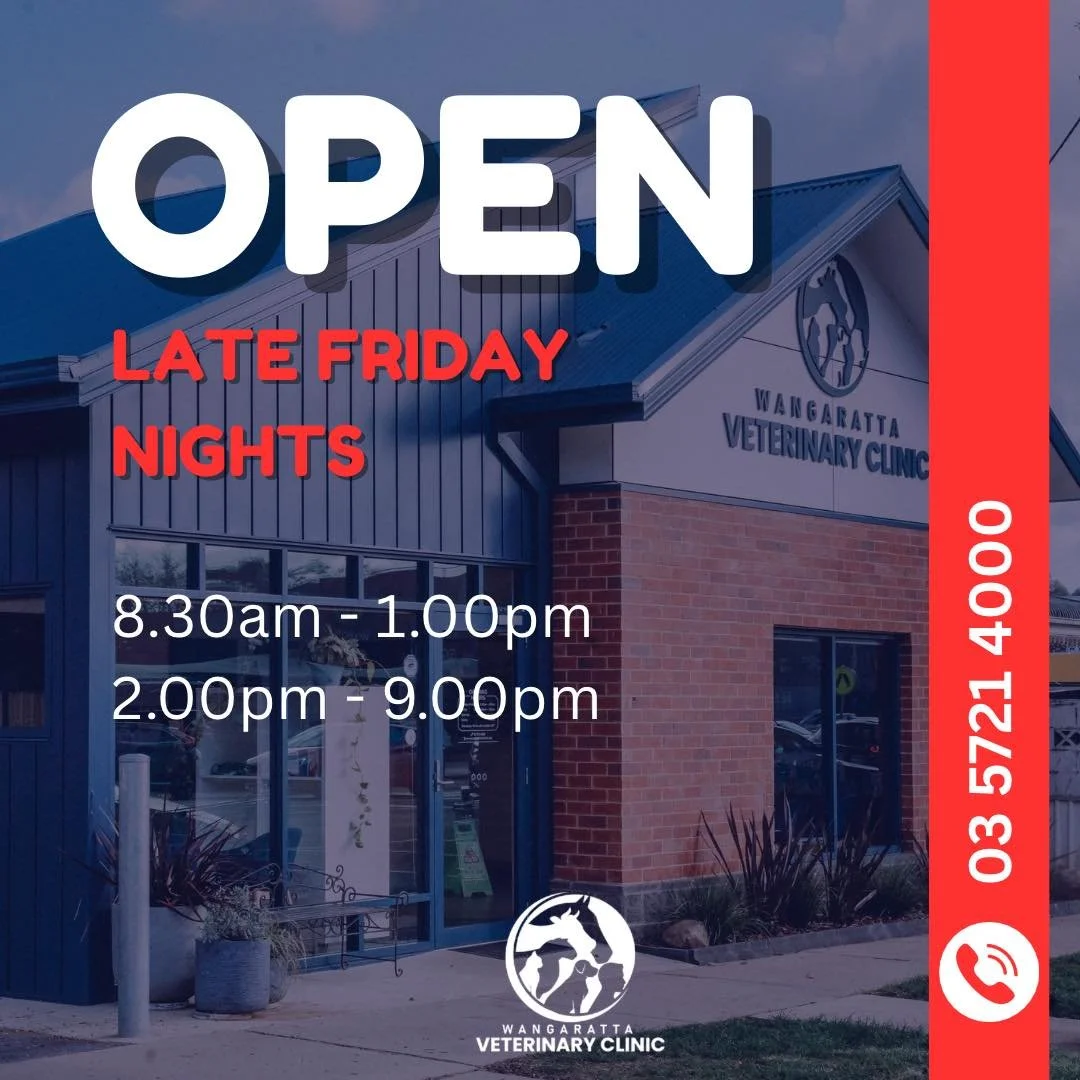 Friday Late Nights at Wangaratta Veterinary Clinic - beginning next Friday, 9th of January!

We&rsquo;re trialling extended Friday hours for our small animals to better support our community when you need us most.

🗓 Fridays: 8:30am-1:00pm, 2:00pm-9
