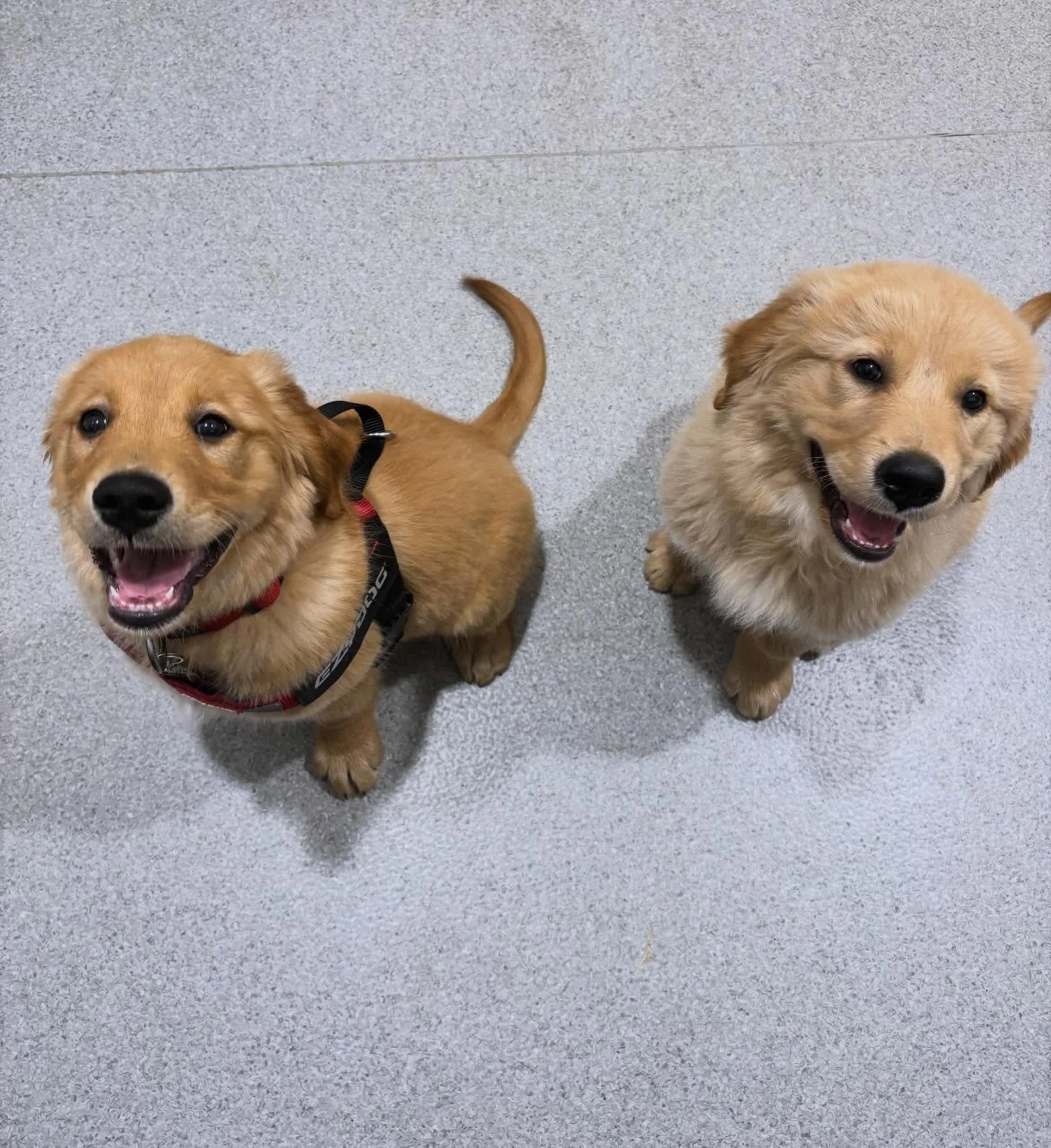 FREYA 💛 and THOR 💛

2 Golden Retriever puppies who stole our hearts! 😍

#wangarattavetclinic #wangaratta #wangarattavet #vetclinic #fearfree