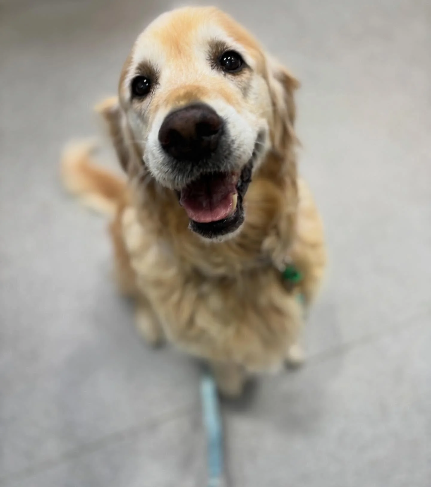 Maddison the Golden Retriever was in to see us today 🐶✨

As always, she was an absolute sweetheart and loved all the attention. We adore seeing happy, healthy golden smiles like hers. 💛

#wangarattavetclinic #wangarattavet #vetclinic #fearfree #gol
