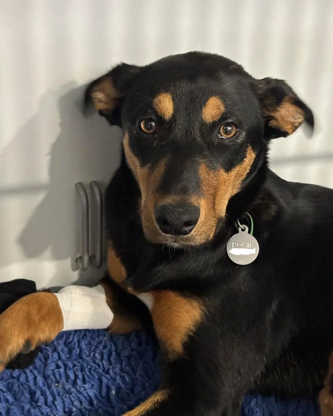 🐾 Rosie the Kelpie was in hospital yesterday for her spey procedure. 

Desexing is an important part of preventative health care and can help reduce the risk of unwanted litters, uterine infections (pyometra) and certain cancers later in life.

Ther
