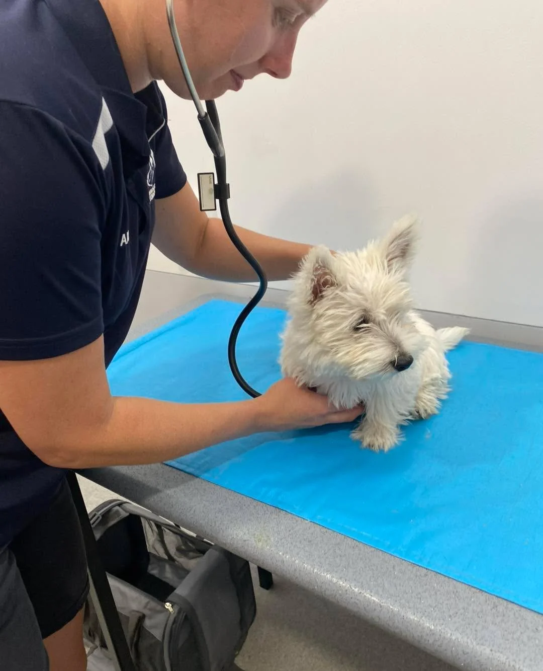 Molly the Westie was in for her second vaccination with Dr Amy. 🐾💉

She was an absolute superstar throughout her visit. 🌟 

📸 We know there&rsquo;s many in the area, so we&rsquo;d LOVE for you to share a photo of your West Highland Terrier! 

#wa