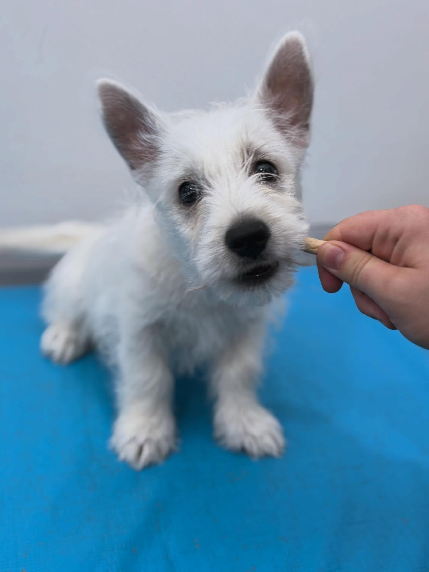 Sweet little Tiger. 🧡🐾

Who doesn&rsquo;t love a Westie puppy in a handbag? 😍

#wangarattavetclinic #wangarattavet #vetclinic #westhighlandwhiteterriers #westie