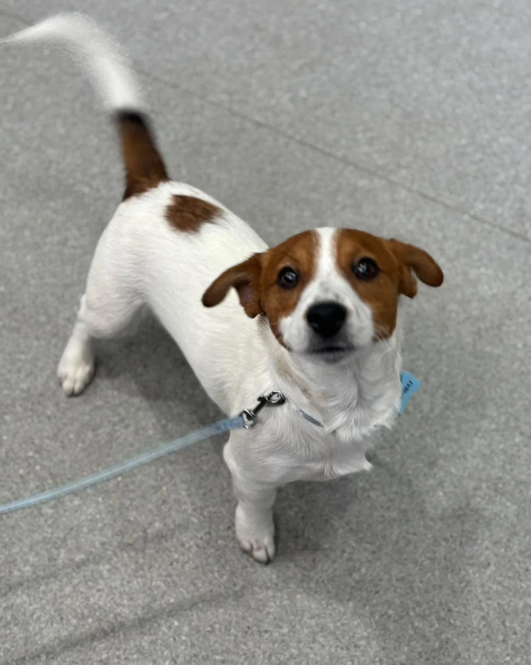 Wombat was in with us for his castration procedure and he stole some hearts! 🥰
He loved playing ball. 🥎 

Every pet is different, so always chat with your vet about the best timing and options for your desexing your dog. 🐾

#wangarattavet #wangara