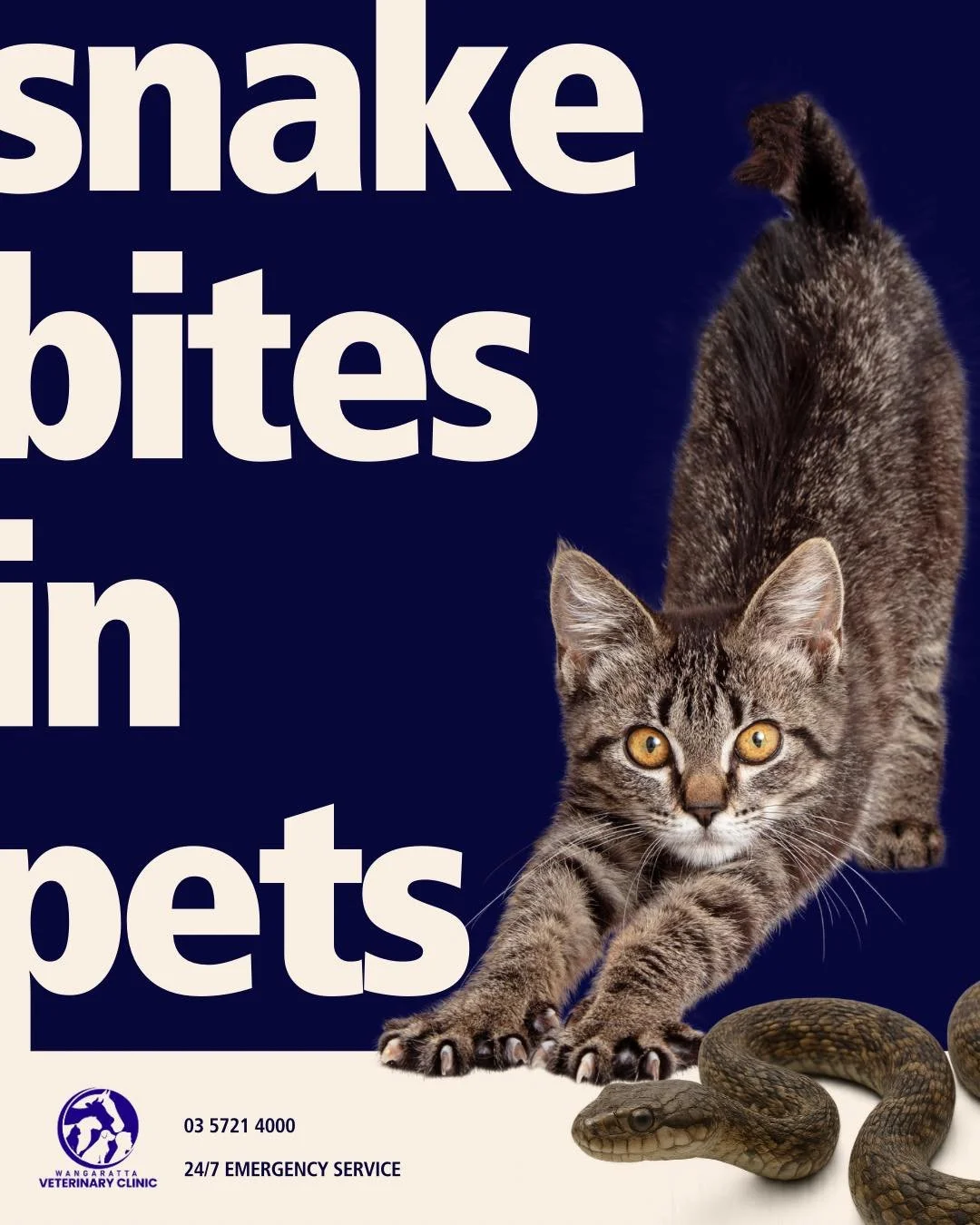 🐍 Snake Bite Awareness in Pets 

Snake bites can be difficult to witness and even harder to recognise. Many pets are bitten without anyone seeing it happen.

If your pet suddenly shows any unusual signs, it&rsquo;s critical to seek urgent veterinary