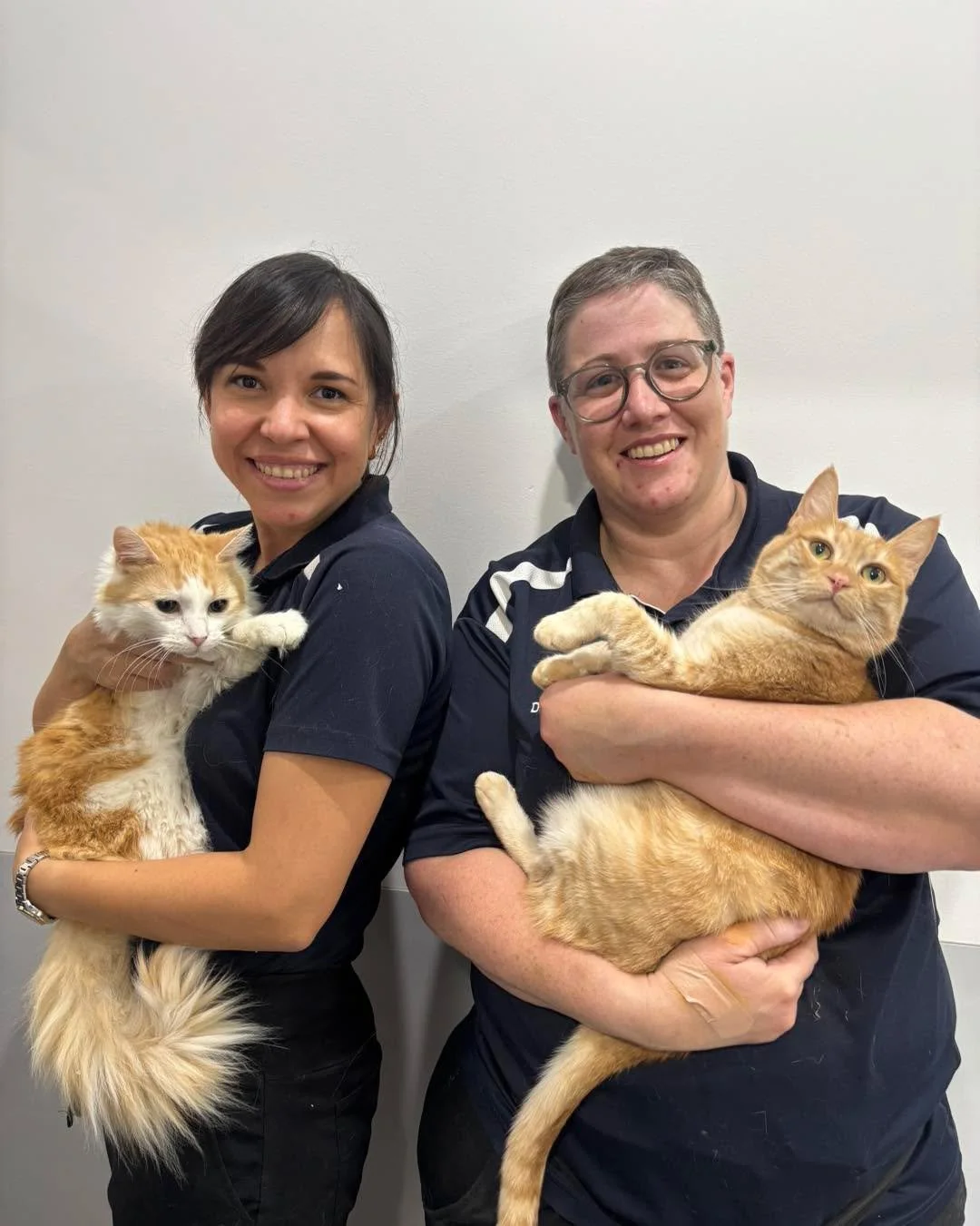 🧡 Did You Know? Female Ginger Cats Are Uncommon. 

The gene that produces a ginger (orange) coat in cats is located on the X chromosome. Because males have one X chromosome and females have two, a male only needs one copy of the ginger gene to be or