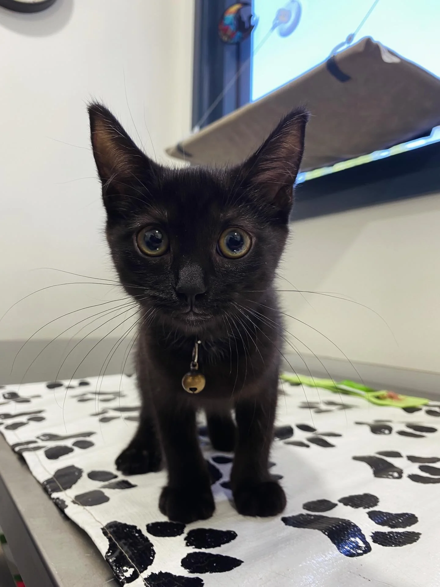 This is Kiki, in for her vaccinations. 🩺💉

She&rsquo;s named after Kiki from Kiki&rsquo;s Delivery Service - the one who has an identical little black cat called Jiji. 🐈&zwj;⬛✨

#wangarattavetclinic #wangaratta #fearfreecertifiedpractice #kikisdel
