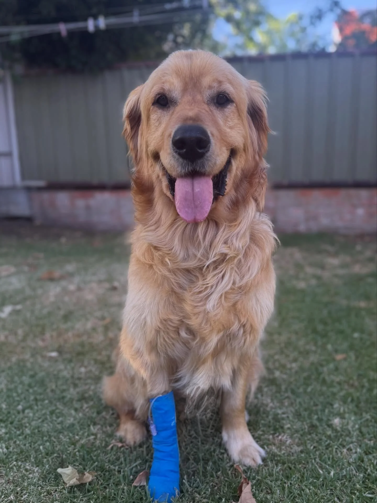 What is this inside &lsquo;Honey&rsquo;? 💛

Have a guess what&rsquo;s circled in the photo. We&rsquo;ll give you a little hint.. it&rsquo;s not in his digestive tract. 

#wangarattavetclinic #wangarattavet #wangaratta #vetclinic #fearfree