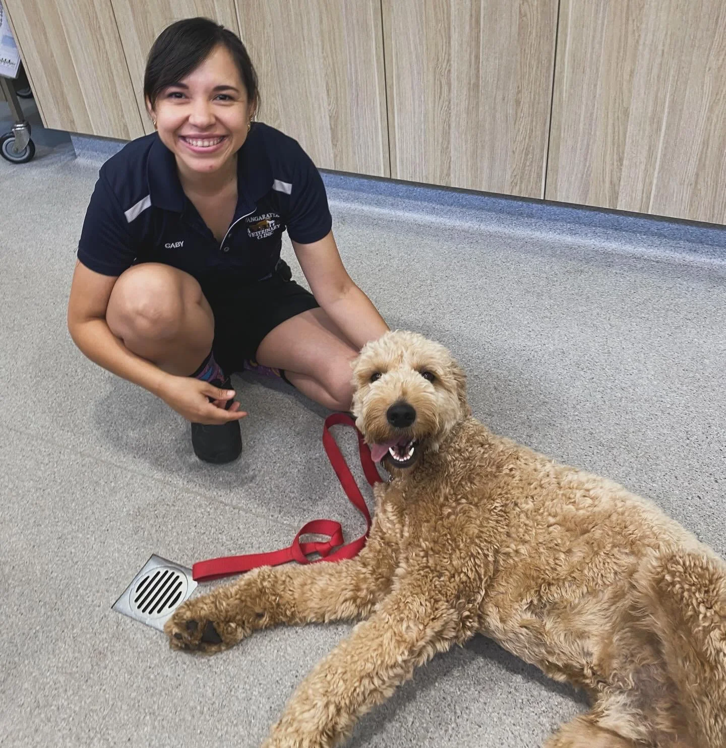 Kirk the Groodle was in recently for TPLO surgery with Dr Felix. 🐶

This procedure helps restore stability to the knee and get dogs back to comfortable, confident movement. 

Now it&rsquo;s all about rest, rehab and a smooth recovery. 💙

#wangaratt