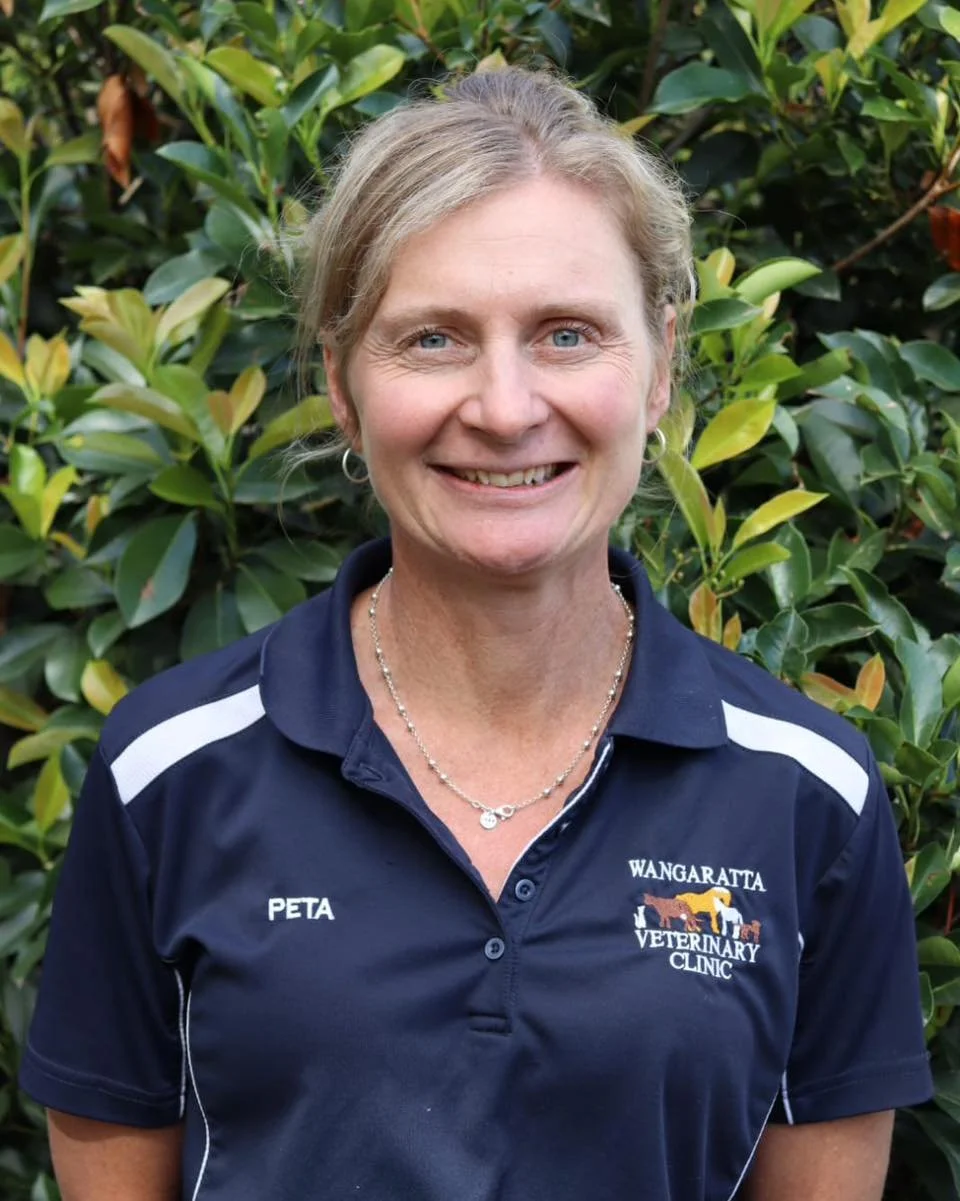 ✨ Peta 

Peta is a Veterinary Nurse who is accredited in canine physiotherapy and rehabilitation. ￼

Peta offers physiotherapy consultations for pets with musculoskeletal issues and those recovering from orthopaedic surgery. 

Whether your furry frie