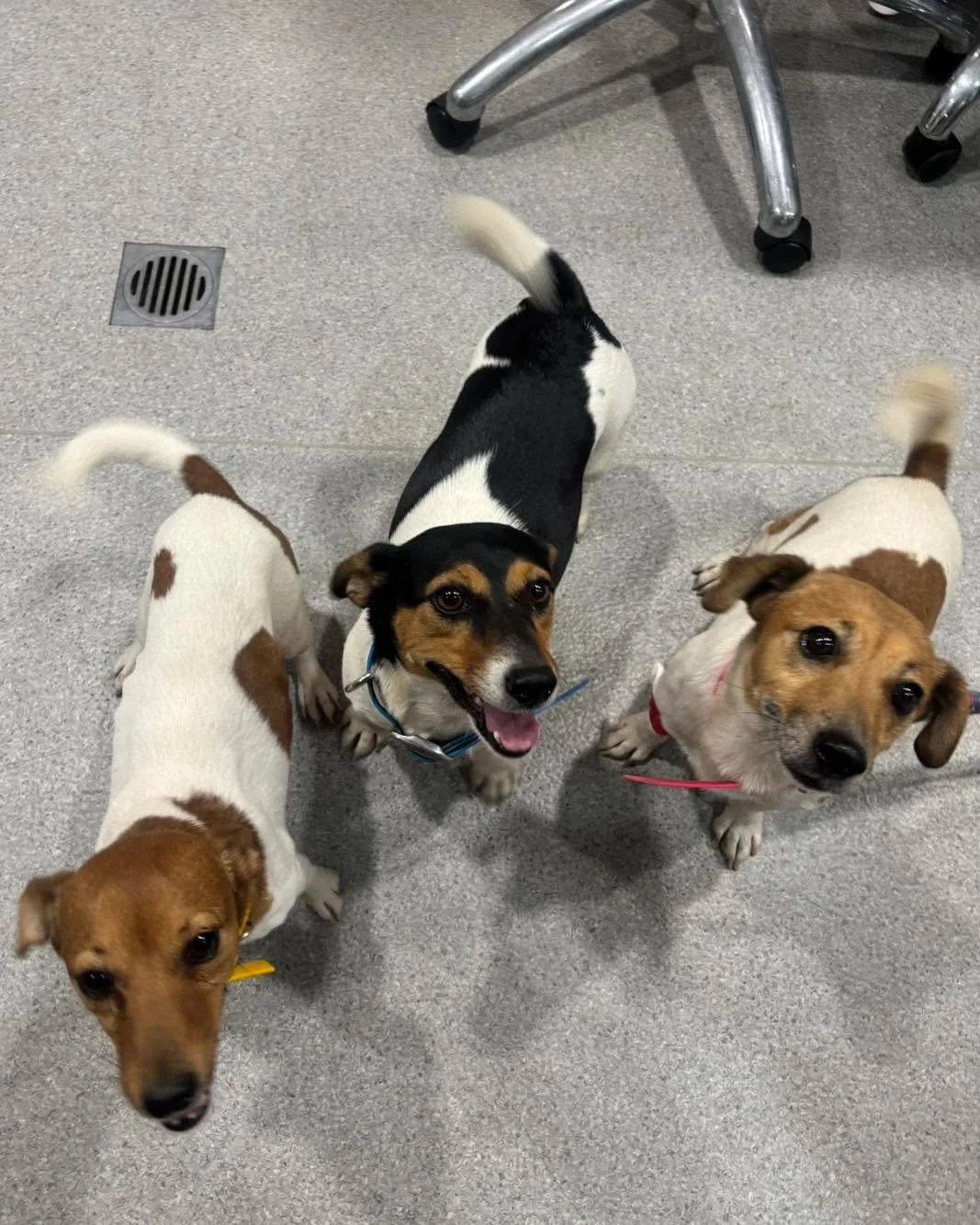 Snake scare, happy ending. 🐍

Rosie, Snackpack and Kaos were all in after a run-in with a red-bellied black snake. Given they were found together, all three came straight in for blood tests - the safest move with any suspected snake encounter.

The 