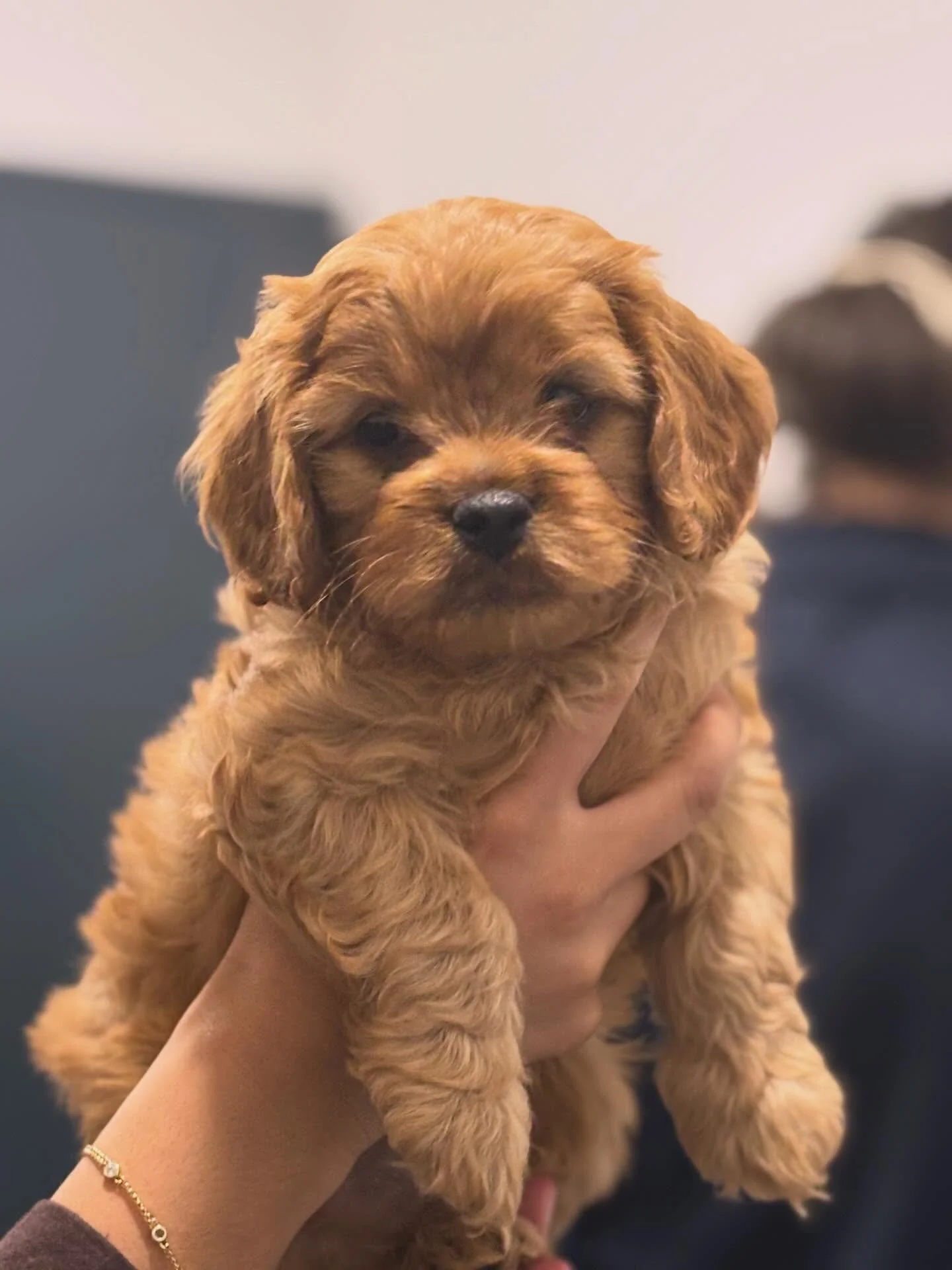 The SWEETEST litter of Cavoodles visited Dr Freya yesterday for their first health check, vaccination and microchip. 

They were little bundles of joy that loved a cuddle. 🥰❤️

#wangarattavetclinic #vetclinic #wangaratta #wangarattavet #cavoodle