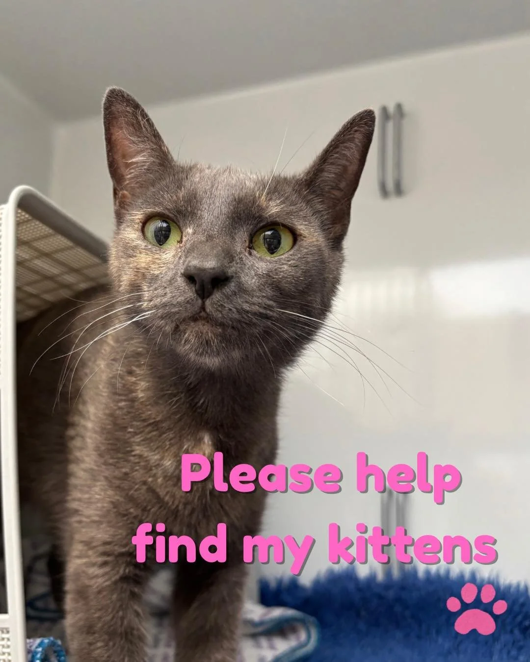 ‼️ Can You Help Us Find Her Babies? 

This beautiful mumma cat was handed in to us this morning by a caring resident from Murdoch Road.

On clinical exam she&rsquo;s healthy and doing well, however we strongly suspect she has kittens at foot who will