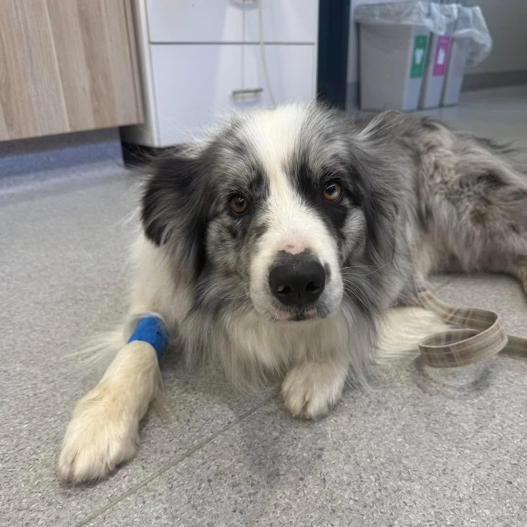 Poor Murphy had a bit of a ruff day this week! 🐾🦴

Murphy presented to the clinic after getting a bone firmly wedged across the roof of his mouth and stuck between his upper teeth. While it might seem like a harmless treat, bones can easily become 