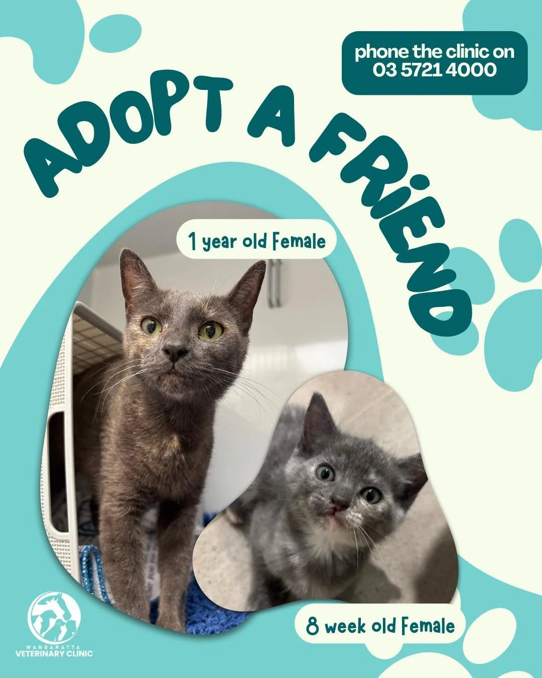 Many of you will remember the beautiful little kitties found under a house on Murdoch Road. 🐾

After some much-needed TLC, Mum has truly blossomed into the most affectionate, gentle girl - and her playful grey daughter is full of curiosity and misch