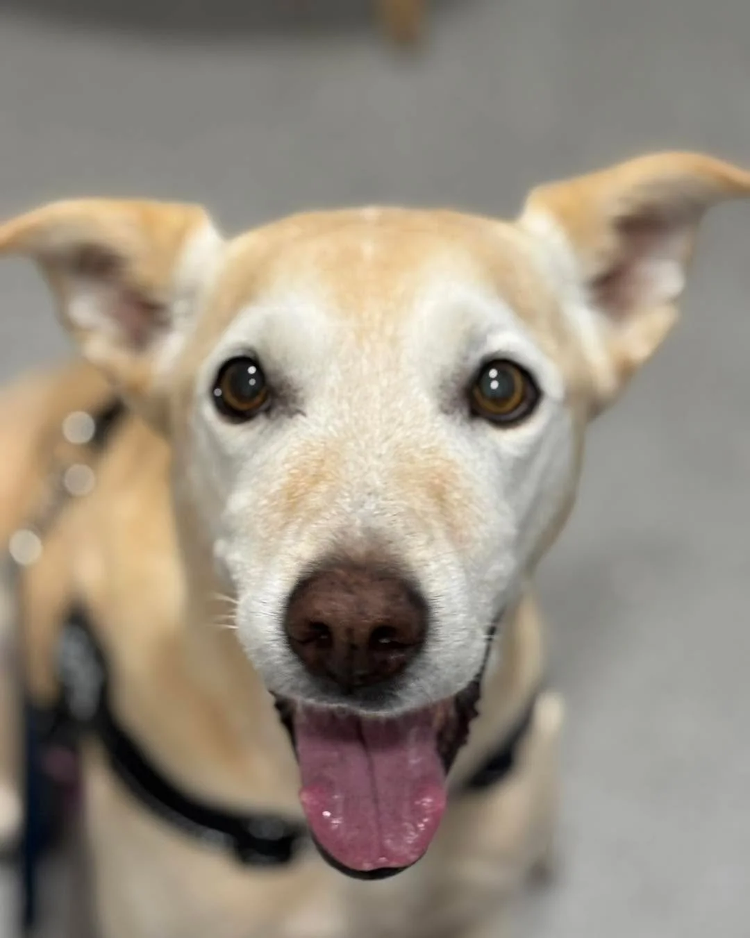 🌼 DAISY 🌼 

Daisy showing us the many faces of desperately waiting for a treat!

Always a brave girl! 💛

#wangarattavet #wangarattavetclinic #wangaratta #fearfree #vetclinic #fearfreecertified #fearfreecertifiedveterinarypractice