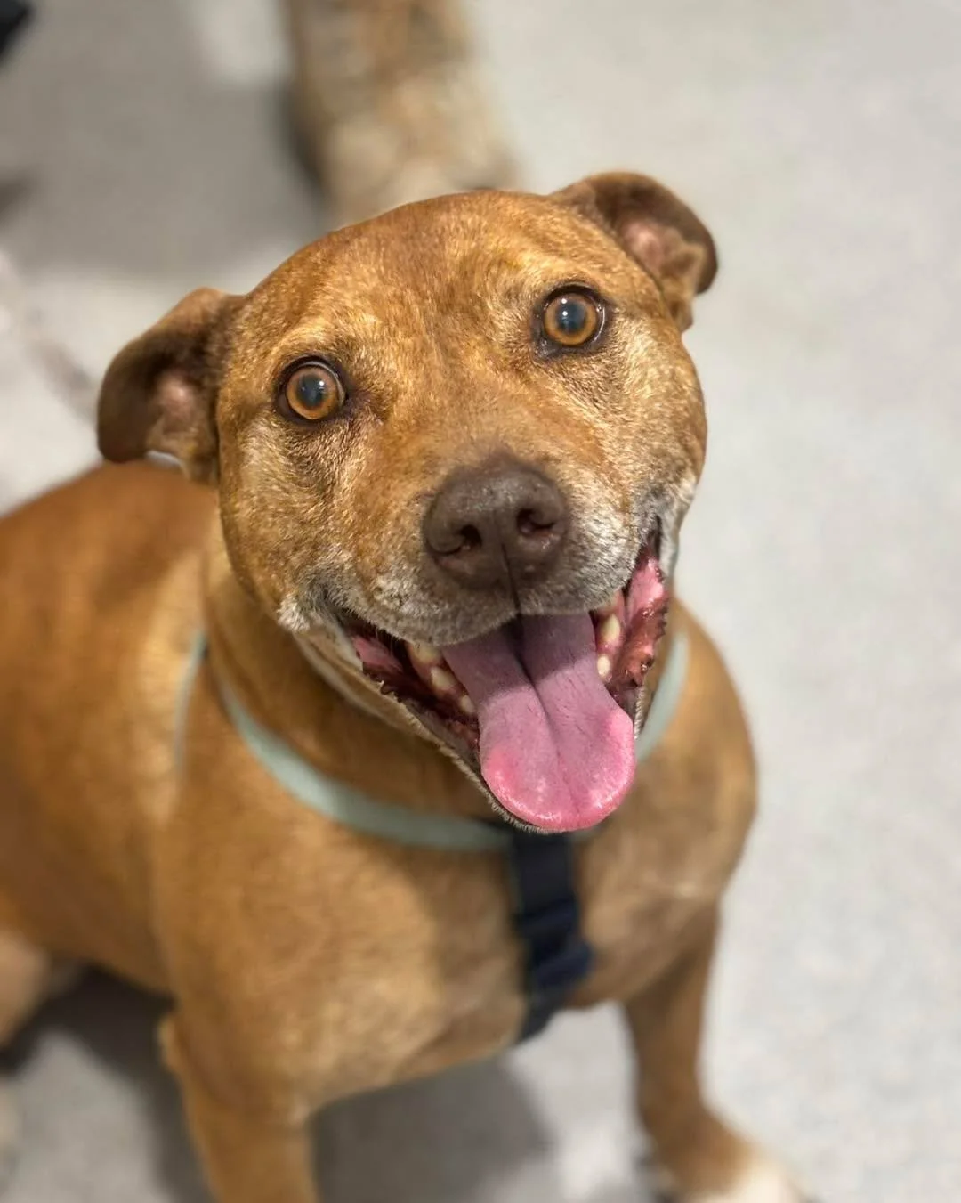 Chuck the Staffy stopped by the clinic for his vaccinations and made sure to thoroughly inspect our treat supply while he was here. 

Safe to say he approved. 😋🐾

#wangarattavet #wangarattavetclinic #wangaratta #fearfree #vetclinic #fearfreecertifi
