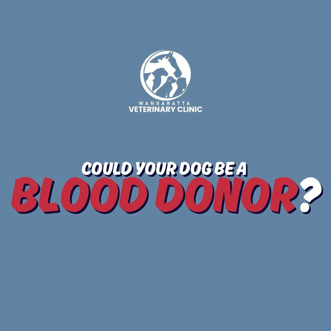 We need heroes with paws. 🦸🏽&zwj;♂️🐾

Ask us how your pet can become a blood donor and save another animal&rsquo;s life.

📲 0357214000

#wangarattavet #wangarattavetclinic #wangaratta #fearfree #vetclinic #fearfreecertified #fearfreecertifiedvete