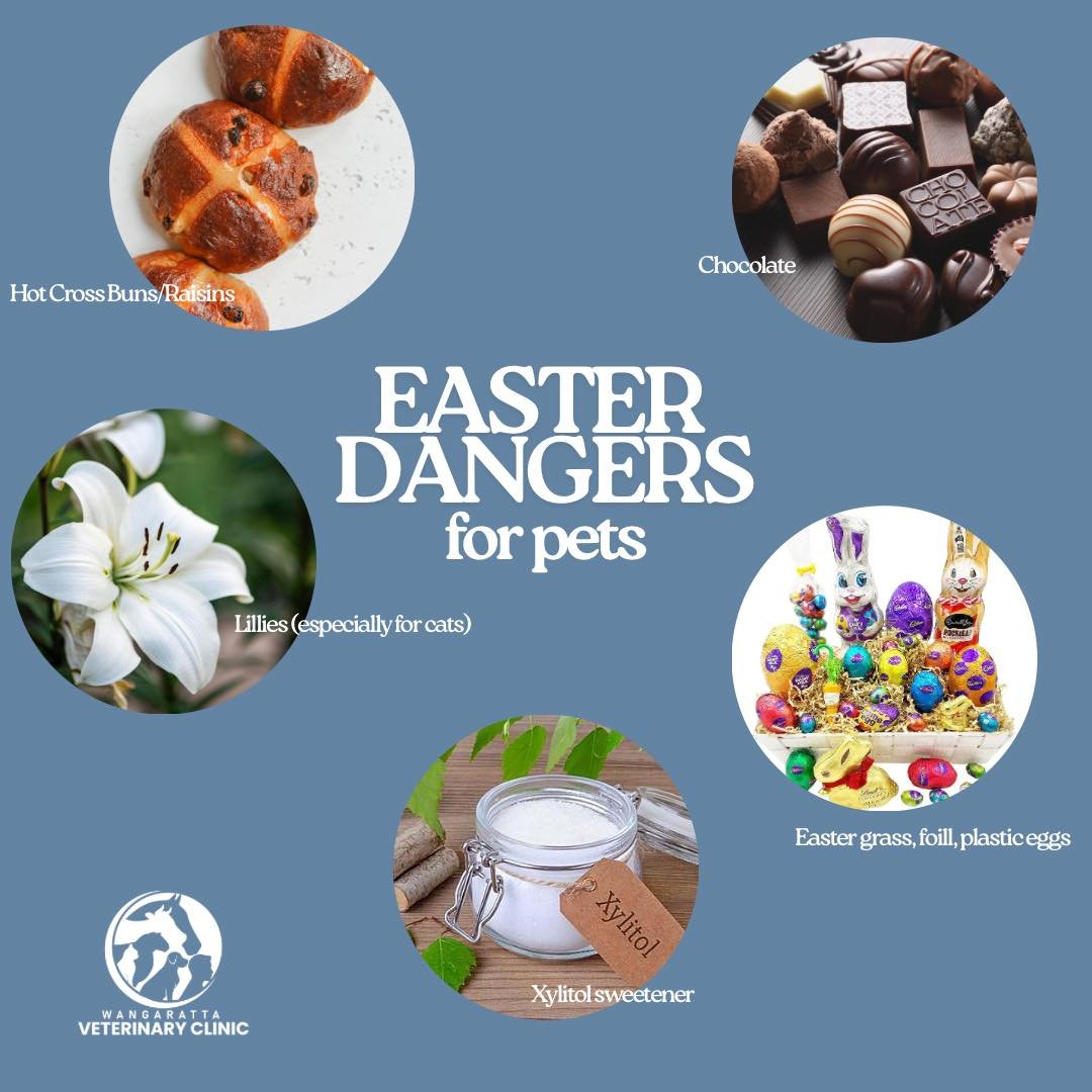 🐣 Easter fun can quickly turn into an emergency for pets!

Chocolate, hot cross buns, lilies, and even Easter decorations can be dangerous (or deadly) for dogs and cats. 

A little prevention goes a long way in keeping tails wagging this Easter. 

?