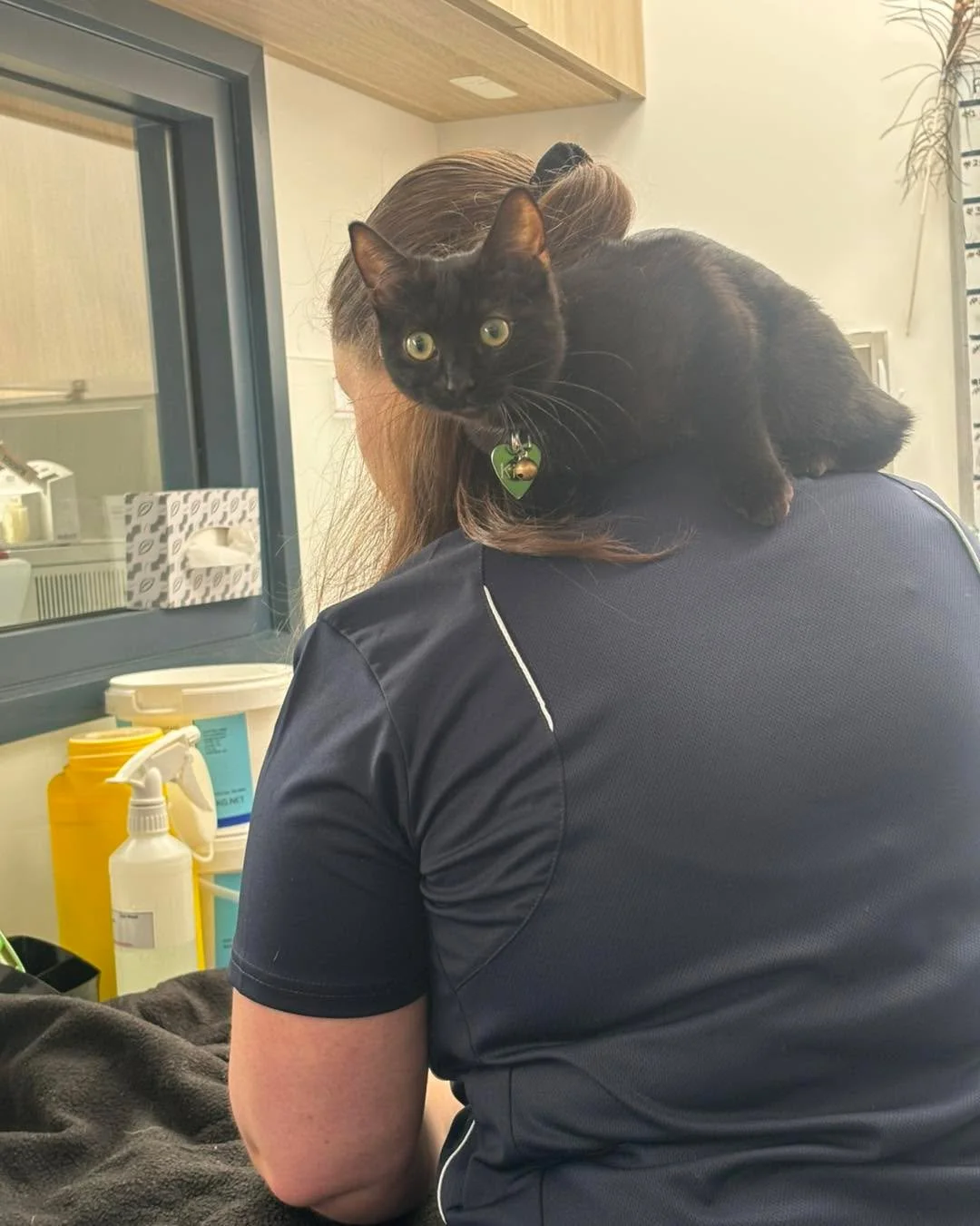 Cat or parrot? 🐱🦜

Little kitten Kiki loved hanging out on our Nurse Taylah&rsquo;s shoulders. 🥰

#wangarattavet #wangarattavetclinic #wangaratta #fearfree #vetclinic #fearfreecertified #fearfreecertifiedveterinarypractice