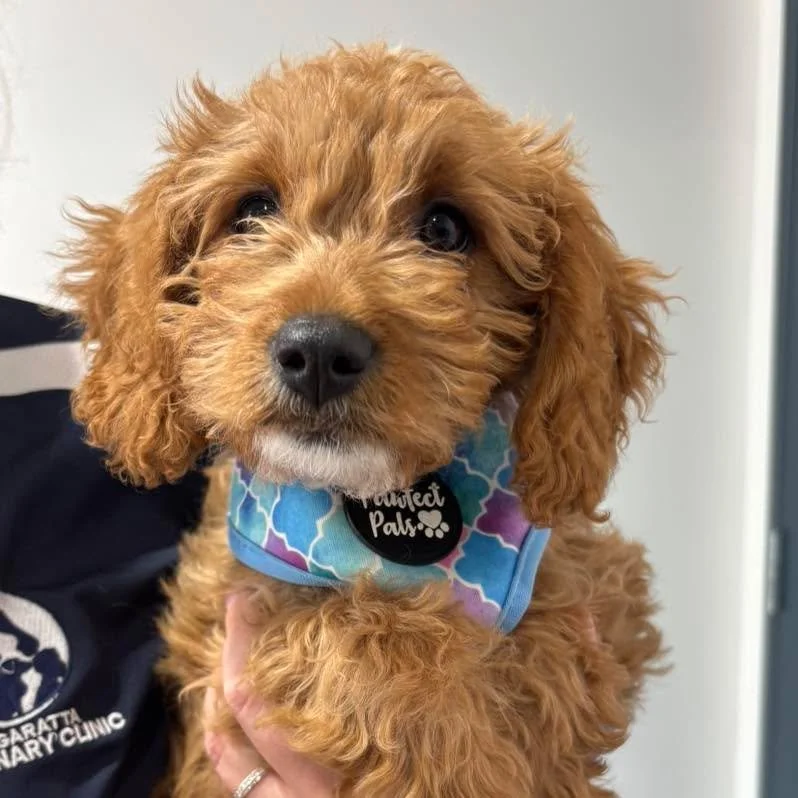 Sweet as a button. 🌸

Little Goldie visited Dr Grace for her puppy vaccinations. 

She&rsquo;s a Miniature Groodle, who loves a cuddle. 🤗 

#wangarattavet #wangarattavetclinic #wangaratta #fearfree #vetclinic #fearfreecertified #fearfreecertifiedve