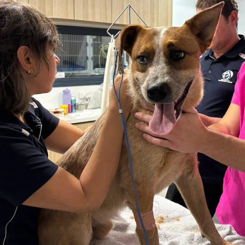 Snake season is still here, and we&rsquo;re continuing to see cases. Please stay vigilant and know the signs. 🐍

Maverick was bitten by a snake last week, but thanks to his quick-thinking Dad, he received prompt treatment and is now recovering well.