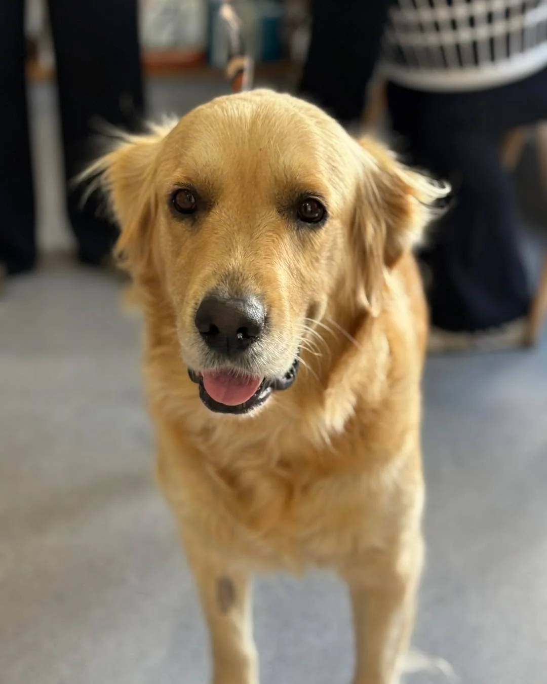 A late-night emergency with a beautiful outcome. 🌙🐾

Golden Retriever Ivy needed an after-hours caesarean, and we&rsquo;re so pleased to share it was a great success.

Mum and her babies are all doing well, thanks in no small part to the incredible