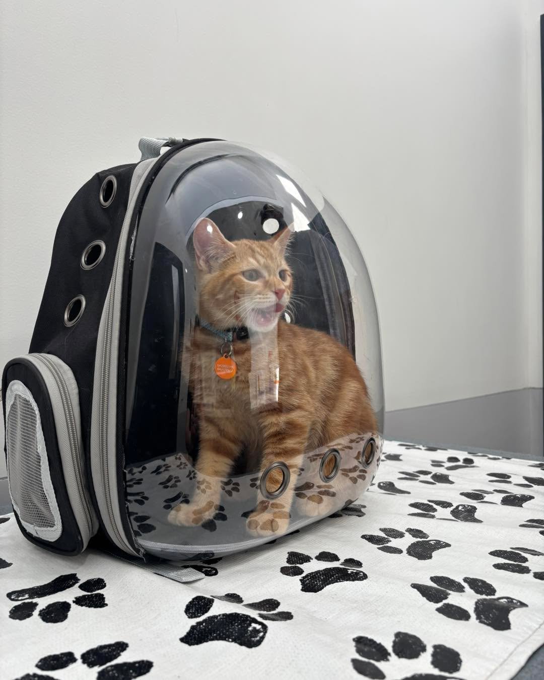 Rocco was a very brave boy for his 16-week vaccinations. 🐾💉

Treats definitely helped distract him from that very important temperature check. 😅

Then off he went in style! 😎

#wangarattavet #wangarattavetclinic #wangaratta #fearfree #vetclinic #