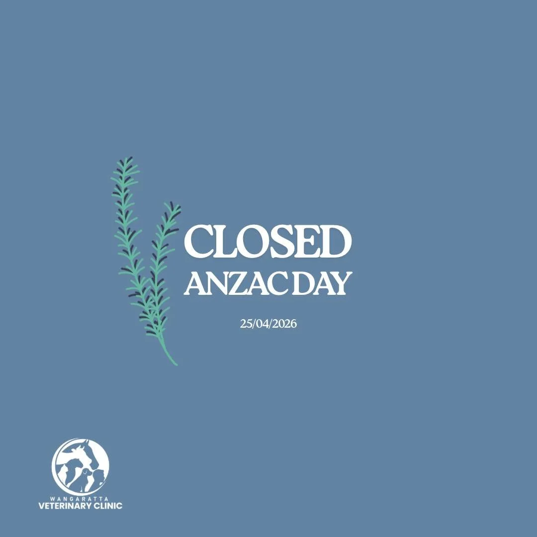 We are CLOSED tomorrow - ANZAC Day. 

We are open tonight until 9pm by appointment. 

We have a vet on-call 24/7 over the weekend. 
For any emergencies please phone Vetchat on 0364075824. 

#wangarattavet #wangarattavetclinic #wangaratta #vetclinic