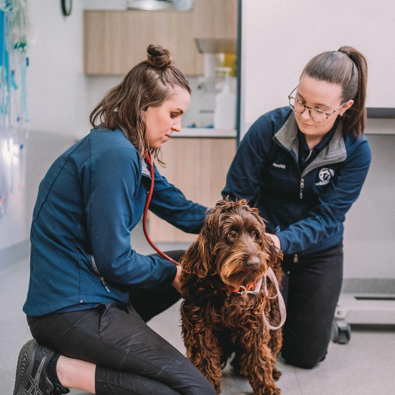 &ldquo;Why do I drop my pet off at 8am if their procedure isn&rsquo;t until later?&rdquo;

It&rsquo;s a question we hear often, and it makes sense. From the outside, it can look like a long wait for a short procedure.

But your pet&rsquo;s day with u