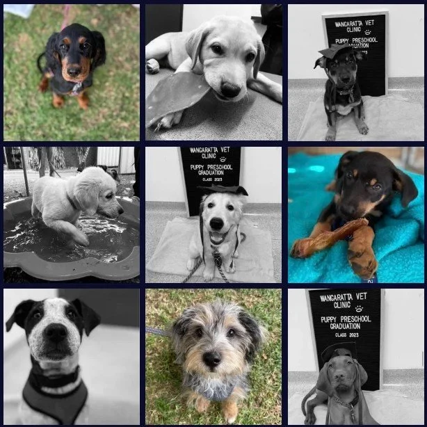 Our next Puppy Pre-School class begins soon! Come and join the fun for 5 weeks!

📲 To express interest please contact the clinic on 0357214000.

#wangarattavetclinic #wangarattavet #vetclinic #puppypreschool #fearfree #fearfreecertifiedpractice