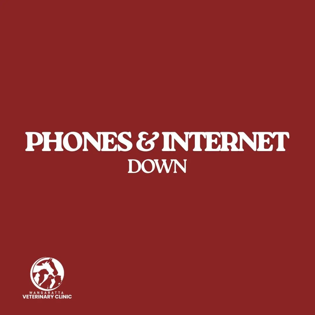 Please bear with us while we fix our phone and internet issue.

We apologise for any inconvenience.