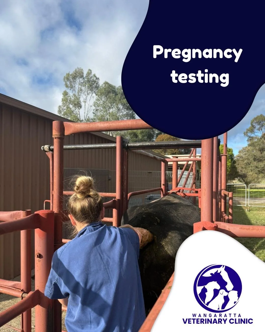 We offer reproductive services for livestock including:

&bull; Ultrasound pregnancy testing
&bull; Manual pregnancy testing
&bull; Pregnancy ageing via ultrasound between 6&ndash;16 weeks gestation

#wangarattavet #wangarattavetclinic #wangaratta #v
