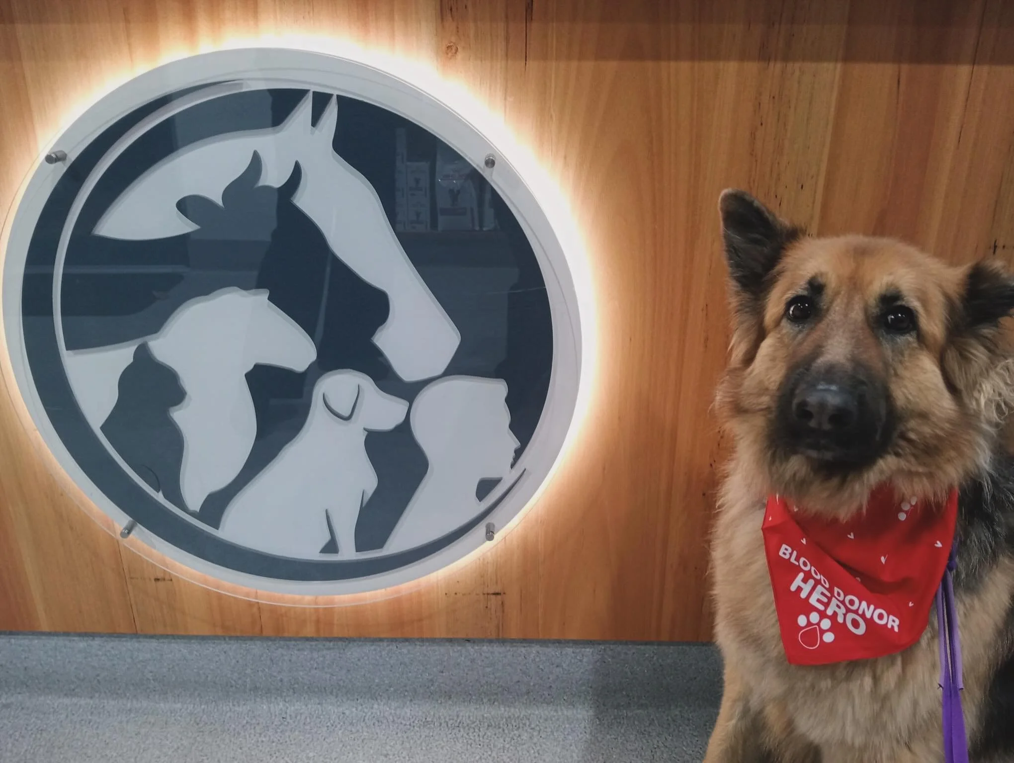 Meet Lana &mdash; a real life hero. ❤️🐾

Blood donor dogs like Lana play an incredibly important role in veterinary medicine. In emergency situations, donated blood can help save the lives of pets experiencing trauma, surgery complications, severe i